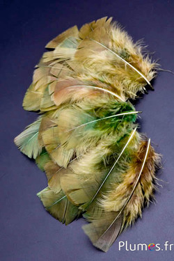 Dinde - 6-8 cm - olive-curry